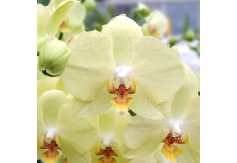 Lot d'engrais 2 x 300ml Orchid Focus (1 croissance + 1 floraison)