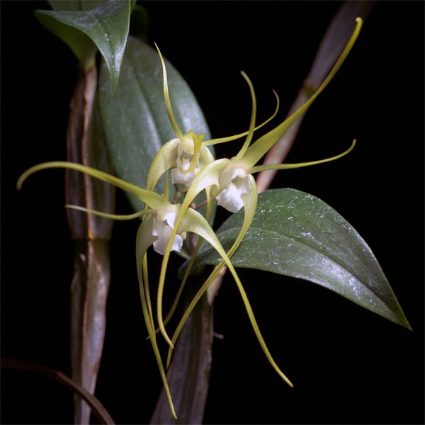 Dendrobium tetragonum var. alba