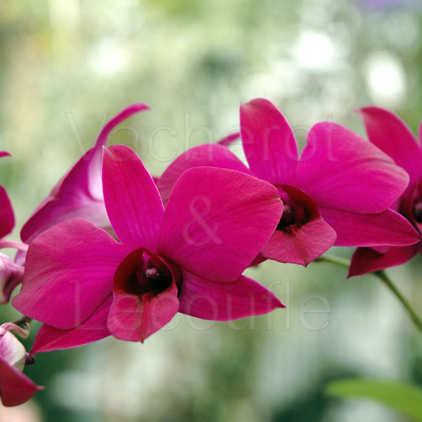 Croix Chatelain – Orchidée Phalaenopsis : plante et pot en harmonie