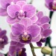 Phalaenopsis Violet Queen