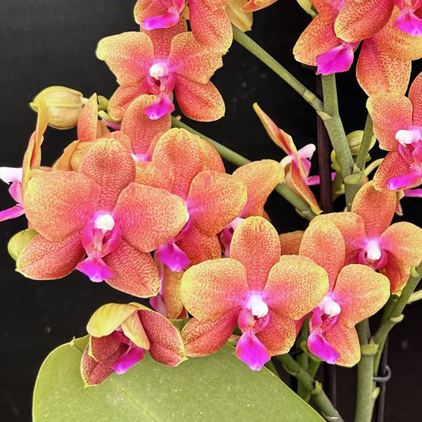 Phalaenopsis Happy Sunset