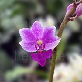 Phalaenopsis Purple Gem 3t