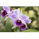 Laelia purpurata var. striata