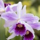 Laelia purpurata var. striata