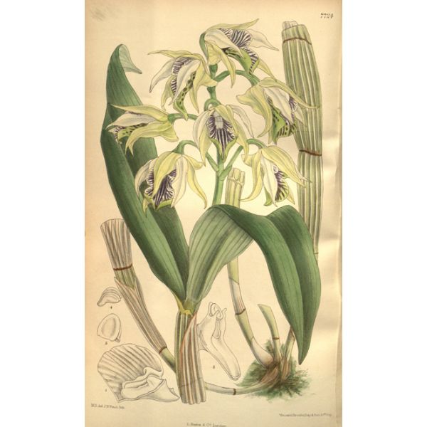 Dendrobium hodgkinsonii