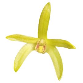 Dendrobium sororium