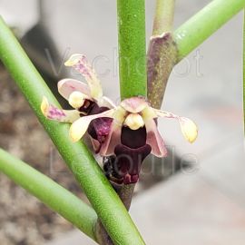 Luisia curtisii