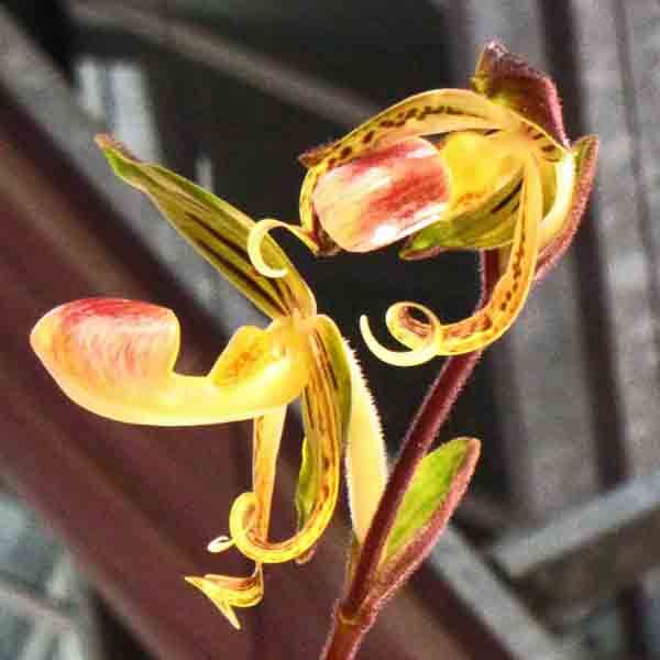 Paphiopedilum gigantifolium