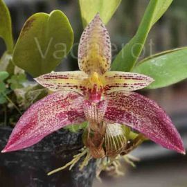 Bulbophyllum Sagarik (lobbii x frostii)