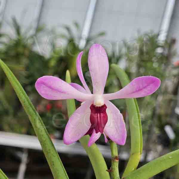 Vanda coerulea var. delicata x Luisia filiformis