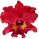 Cattleya Taiwan Chief Wine 'Van Gogh' (Rlc.)