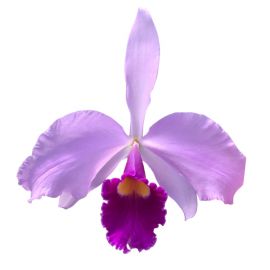 Cattleya Bella (labiata x purpurata)