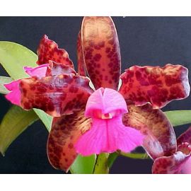 Cattleya leopoldii (tigrina) 'Dark' x 'Dark Prince'