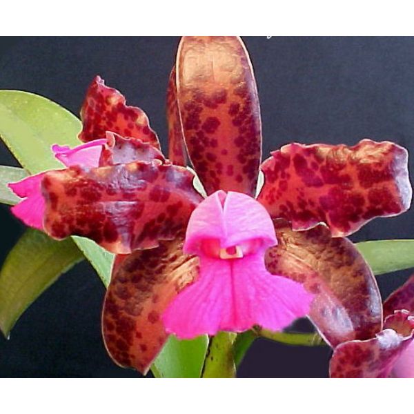 Cattleya leopoldii (tigrina) 'Dark' x 'Dark Prince'