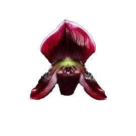 Paphiopedilum callosum var. vinicolor