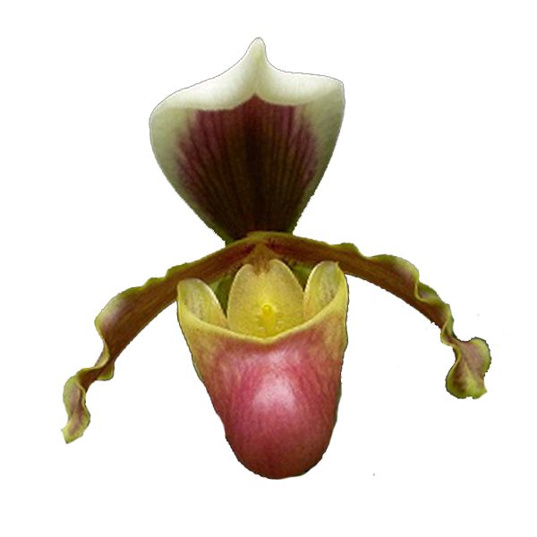 Paphiopedilum coccineum