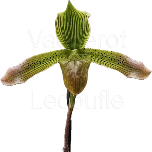 Paphiopedilum lunatum