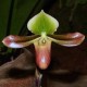 Paphiopedilum mastersianum