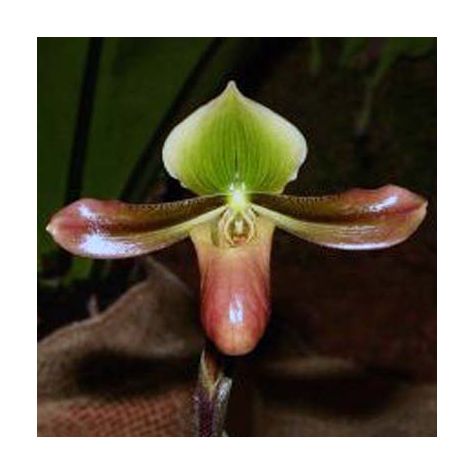 Paphiopedilum mastersianum