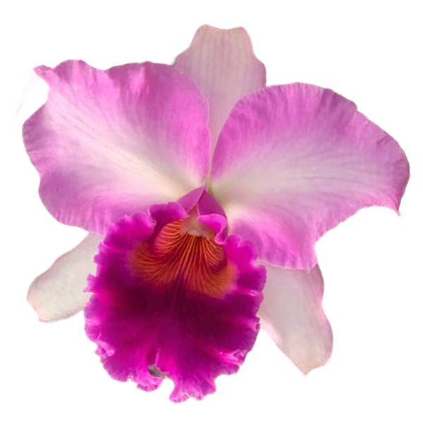 Cattleya Pink Diamond (Rlc.)