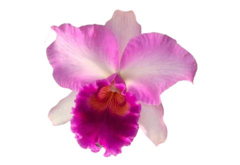 Cattleya Pink Diamond (Rlc.)