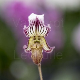 Paphiopedilum fairrieanum