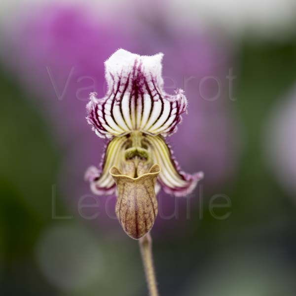 Paphiopedilum fairrieanum