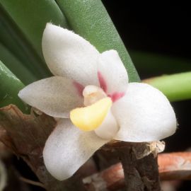 Ceratostylis incognita