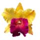 Cattleya Yingluck Smile 'Heart of Gold' (Rlc.)