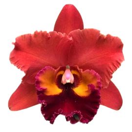 Cattleya Chaweewan Sunset 'N° 1' (Rlc.)