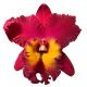 Cattleya Chialin Emperor (Rlc.)