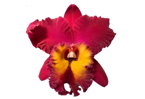 Cattleya Chialin Emperor (Rlc.)