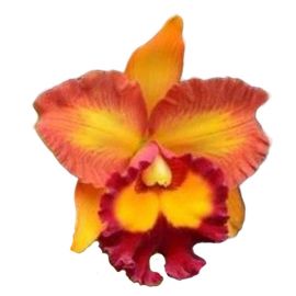 Cattleya Hsinying Joy 'Chief Wilson' (Rlc.)