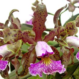 Cattleya schilleriana 'Binot'