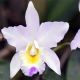 Cattleya Puppy Love 'True Beauty' HCC/AOS (Lc.)