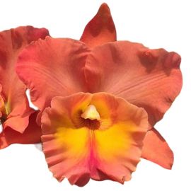 Cattleya Thaksina Orange (Rlc)