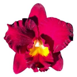 Cattleya Shinfong Red Mudan (Ryc)