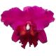 Cattleya Chialin Victor (Rlc.)