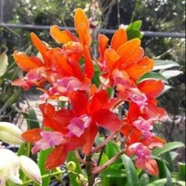 Cattleya Taiwan Firecracker 'Popcorn' (Ryc.)