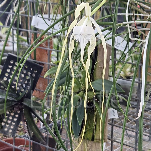 Brassavola cucullata