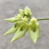 Bulbophyllum annandalei var. alba