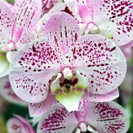 Phalaenopsis Spotted World