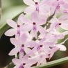 Ascocentrum christensonianum