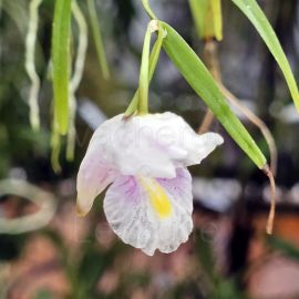 Dendrobium linearifolium