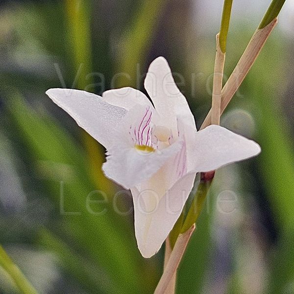 Dendrobium pseudoequitans