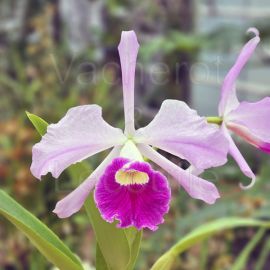 Cattleya Bella (labiata x purpurata)