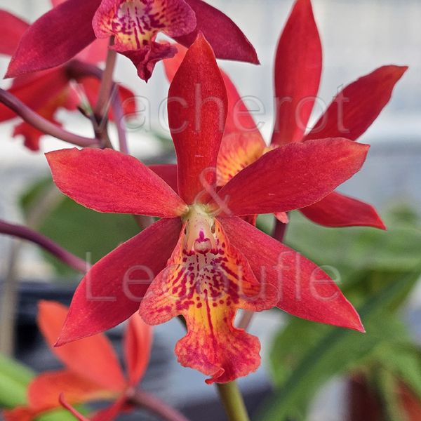 Cattleya Taiwan Firecracker 'Popcorn' (Ryc.)