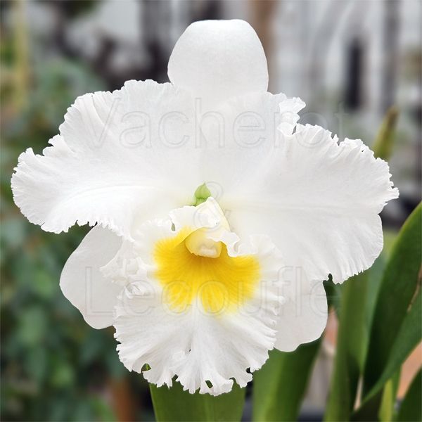 Cattleya Shinaphat Diamond 'White Swan' (Rlc.)