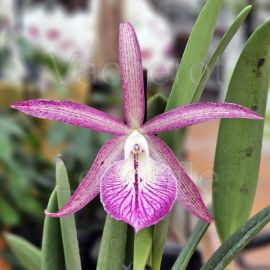 Cattleya Tsiku Archangel ’Yuan Dung’ (Bc.)