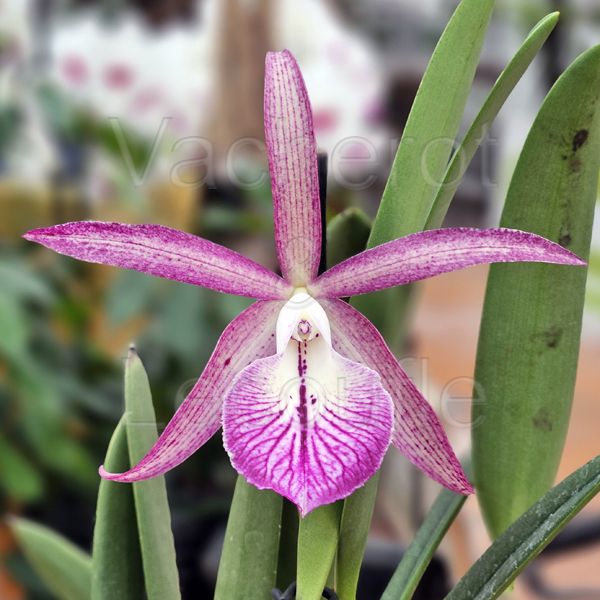 Cattleya Tsiku Archangel ’Yuan Dung’ (Bc.)